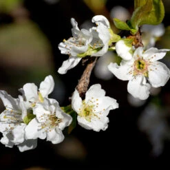 Flavor Queen Pluot® -Garden Plants Flavor Queen Pluot 3