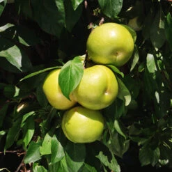 Flavor Queen Pluot® -Garden Plants Flavor Queen Pluot 4