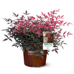 Flirt™ Nandina Shrub -Garden Plants Flirt Nandina 5