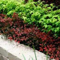 Flirt™ Nandina Shrub -Garden Plants Flirt Nandina BB 2