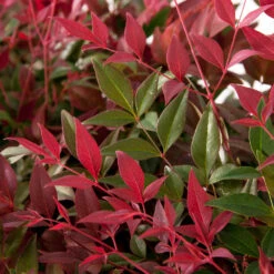 Flirt™ Nandina Shrub -Garden Plants Flirt Nandina FGT 6