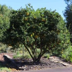 Hardy Orange Tree 'Flying Dragon' 14 Hardy Orange Tree 'Flying Dragon' -Garden Plants Flying Dragon Trifoliate orange 11 FGT