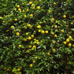 Hardy Orange Tree 'Flying Dragon' 17 Hardy Orange Tree 'Flying Dragon' -Garden Plants Flying Dragon Trifoliate orange 2