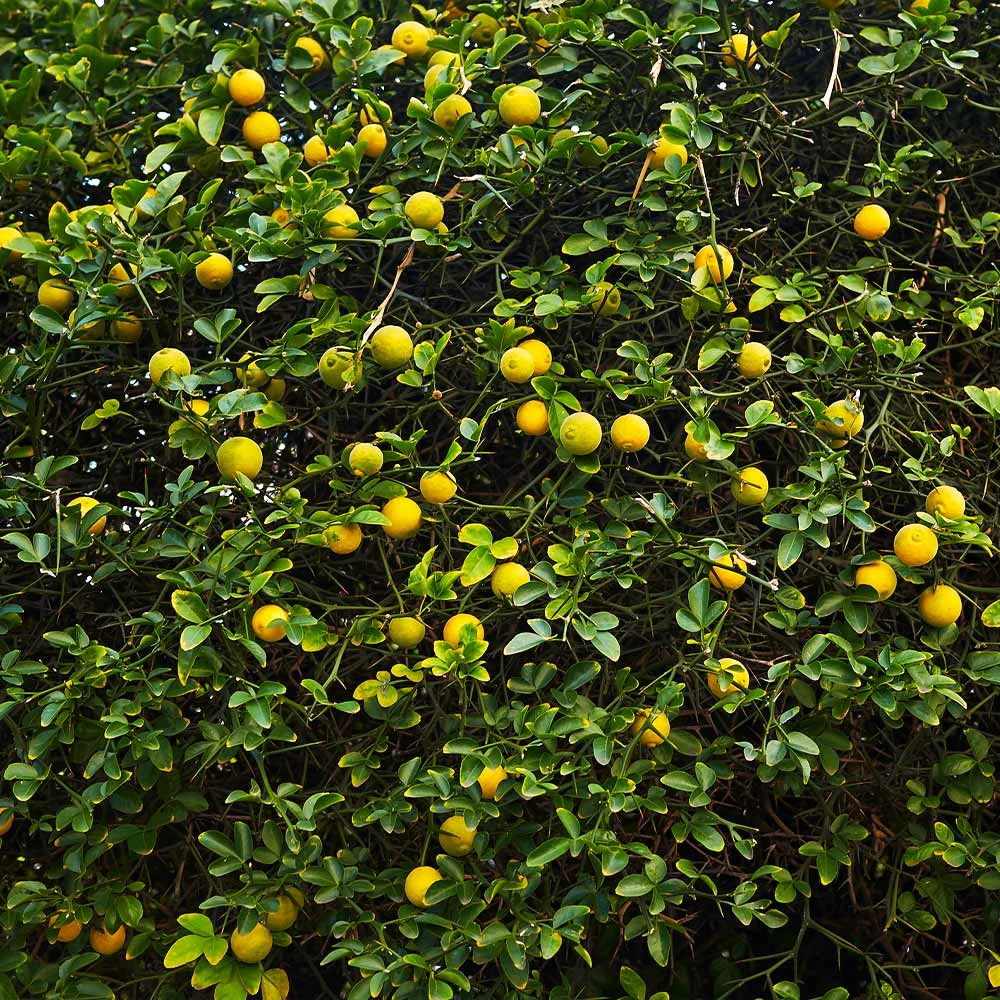 Hardy Orange Tree 'Flying Dragon' 8 Hardy Orange Tree 'Flying Dragon' - Image 6