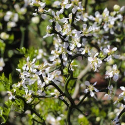 Hardy Orange Tree 'Flying Dragon' 18 Hardy Orange Tree 'Flying Dragon' -Garden Plants Flying Dragon Trifoliate orange 3 FGT