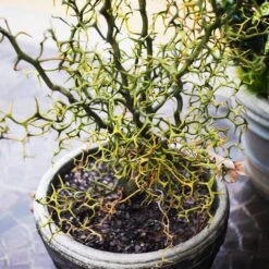 Hardy Orange Tree 'Flying Dragon' 15 Hardy Orange Tree 'Flying Dragon' -Garden Plants Flying Dragon Trifoliate orange 7