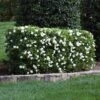 Four Seasons Gardenia Shrub -Garden Plants FourSeasons Gardenia 1