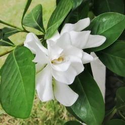 Four Seasons Gardenia Shrub -Garden Plants FourSeasons Gardenia 2