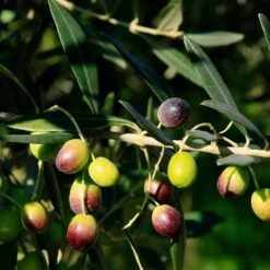 Frantoio Olive Tree -Garden Plants Frantoio Olive 2 BB