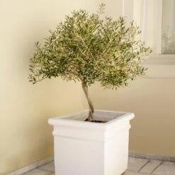 Frantoio Olive Tree -Garden Plants Frantoio Olive FGT