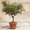 Frantoio Olive Tree 2 Frantoio Olive Tree -Garden Plants Frantoio Olive FGT 600x600 ae78b264 02f3 4f9c a62c 4757ae262c9c