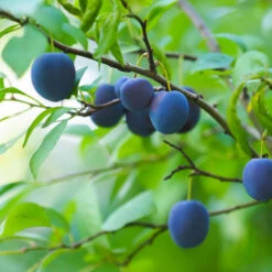 French Prune Tree -Garden Plants French Prune Plum 2