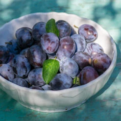 French Prune Tree -Garden Plants French Prune Plum 3