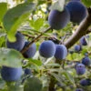 French Prune Tree -Garden Plants French Prune Plum 3 600x600 a3c97408 0735 4967 8350 f98df95f31c7