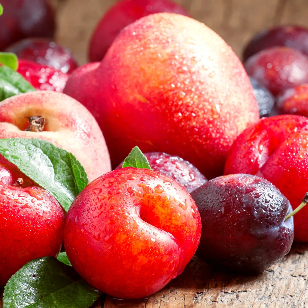 Fruit Cocktail Tree 4 Fruit Cocktail Tree - Image 2