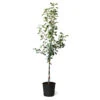Fuji & Haralson Twisted Apple Tree -Garden Plants Fuji Haralson Twisted Apple Tree 600x600 73b8c5c4 a870 4777 abbd 685802f1e817