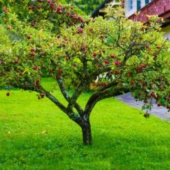 Fuji Apple Tree -Garden Plants Fuji Apple 6 FGT