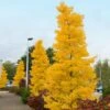 Goldspire™ Ginkgo Tree 2 Goldspire™ Ginkgo Tree -Garden Plants GOldspire Ginkgo Tree FGT 600x600 7823bbd2 a0a0 4e3e 97ee 180c7afa68ba