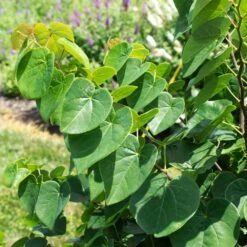 Garden Gems® Emerald Redbud Tree 8 Garden Gems® Emerald Redbud Tree -Garden Plants Garden Gems Emerald 1