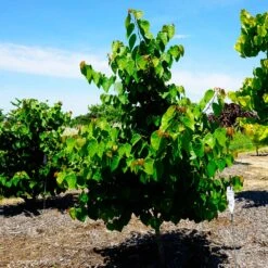 Garden Gems® Emerald Redbud Tree 9 Garden Gems® Emerald Redbud Tree -Garden Plants Garden Gems Emerald 3