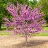 Garden Gems® Emerald Redbud Tree 1 Garden Gems® Emerald Redbud Tree -Garden Plants Garden Gems Emerald FGT 600x600 d1ef7a36 461c 405e b528 c0ebf54f8deb