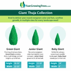 Junior Giant Thuja Tree -Garden Plants GiantThujaCollectionGraphic 46da212d 75c4 4b15 9d43 0f7dc11664cd