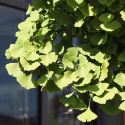 Ginkgo Tree -Garden Plants Ginkgo Biloba 5