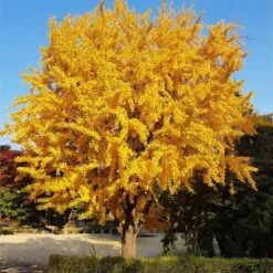 Garden Plants -Garden Plants Ginkgo Biloba 8 FGT