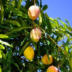 Salsa Kit -Garden Plants Glenn Mango 6
