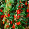 Goji Berry -Garden Plants Goji Berry FGT 600x600 09616a89 c739 4c98 a2f5 b475ff0711b2