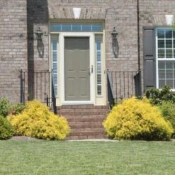 Gold Mop Cypress -Garden Plants Gold Mop Cypress 2 FGT