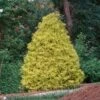 Gold Mop Cypress -Garden Plants Gold Mop Cypress FGT 600x600 7ae4290d b9f2 42d1 96a0 ea2d945d9e94