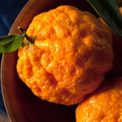 Gold Nugget Mandarin Tree -Garden Plants Gold Nugget Manderine Tree 4 FGT