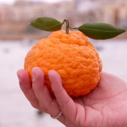 Gold Nugget Mandarin Tree -Garden Plants Gold Nugget Manderine Tree 7