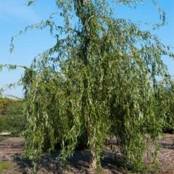 Golden Curls' Corkscrew Willow -Garden Plants Golden Curls Willow 1