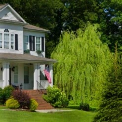 Golden Curls' Corkscrew Willow -Garden Plants Golden Curls Willow 4