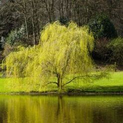 Golden Curls' Corkscrew Willow -Garden Plants Golden Curls Willow 5