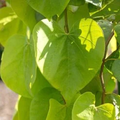 Golden Falls® Redbud Tree -Garden Plants Golden Falls Redbud 2