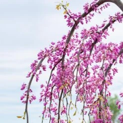 Golden Falls® Redbud Tree -Garden Plants Golden Falls Redbud 3