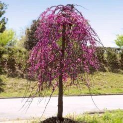 Golden Falls® Redbud Tree -Garden Plants Golden Falls Redbud 4