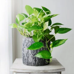 Boho House Plant Kit -Garden Plants Golden Pothos 1 BB