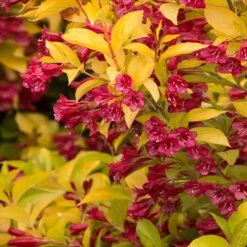 Golden Jackpot® Weigela Shrub -Garden Plants Golden jackpot Weigela 2