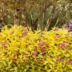 Golden Jackpot® Weigela Shrub -Garden Plants Golden jackpot Weigela 3