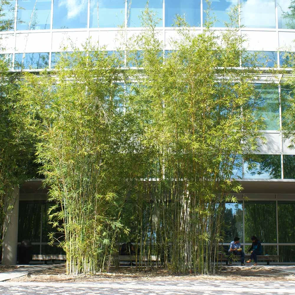 Graceful Bamboo 4 Graceful Bamboo - Image 2