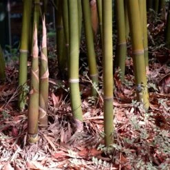 Graceful Bamboo 8 Graceful Bamboo -Garden Plants Graceful Bamboo 3 FGT