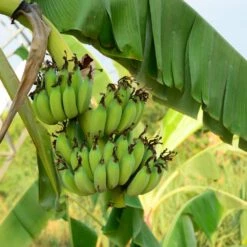 Grand Nain 'Naine' Banana Tree -Garden Plants Grand Naine Nain Banana 3 FGT