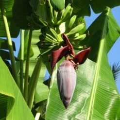 Grand Nain 'Naine' Banana Tree -Garden Plants Grand Naine Nain Banana 6