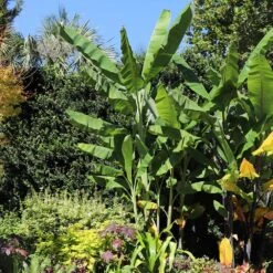 Grand Nain 'Naine' Banana Tree -Garden Plants Grand Naine Nain Banana 7 FGT