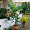 Grand Nain 'Naine' Banana Tree -Garden Plants Grand Naine Nain Banana FGT 600x600 ae20a73d 5f5d 4cf4 915c cd72fe2f17a0