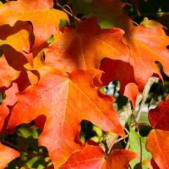 Green Mountain Sugar Maple Tree 10 Green Mountain Sugar Maple Tree -Garden Plants Green Mountain Sugar Maple 2